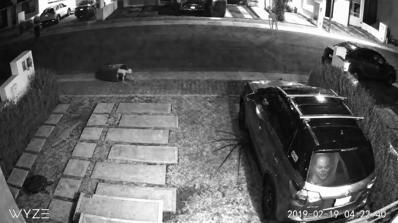 what are these things my security camera captured
